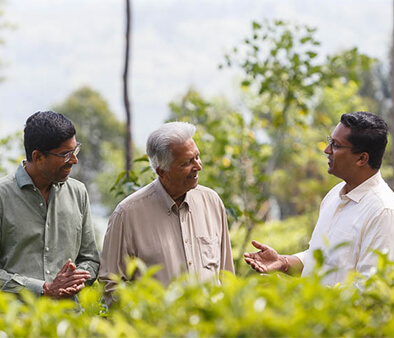 A Life Devoted to Tea