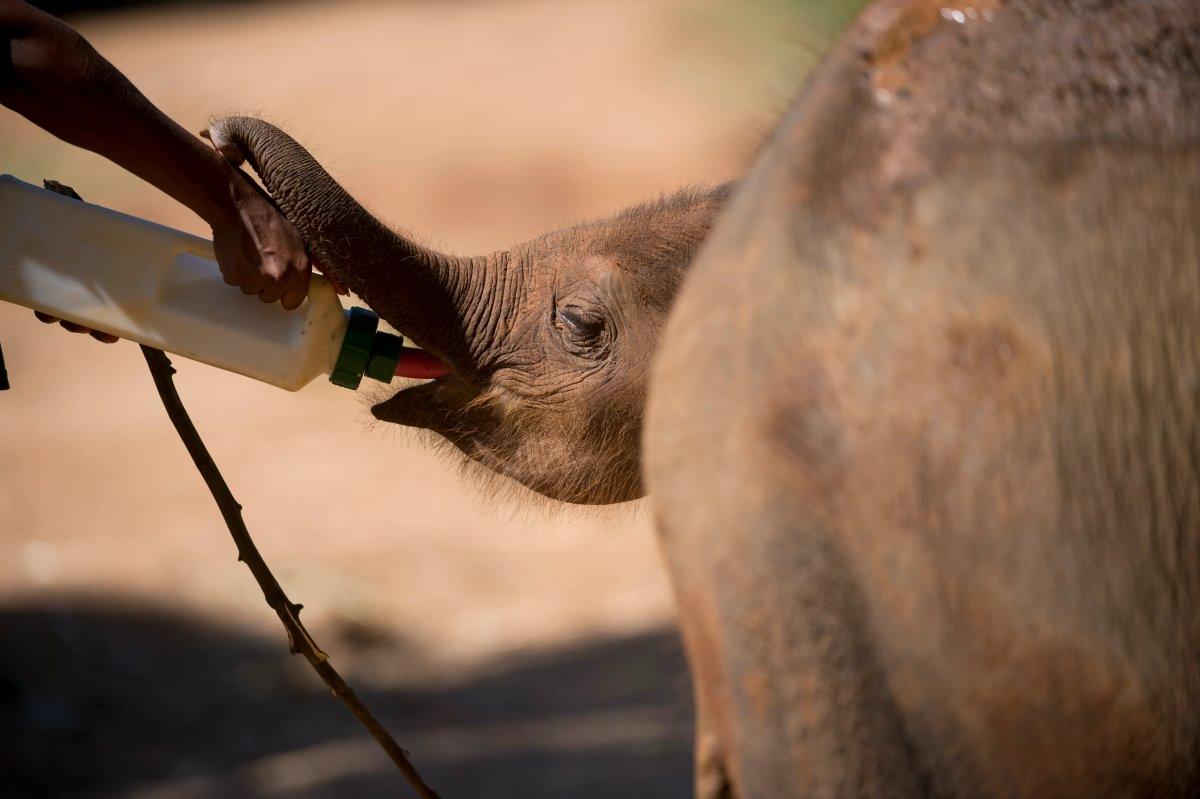 Dilmah Conservation — protecting Sri Lanka's wildlife