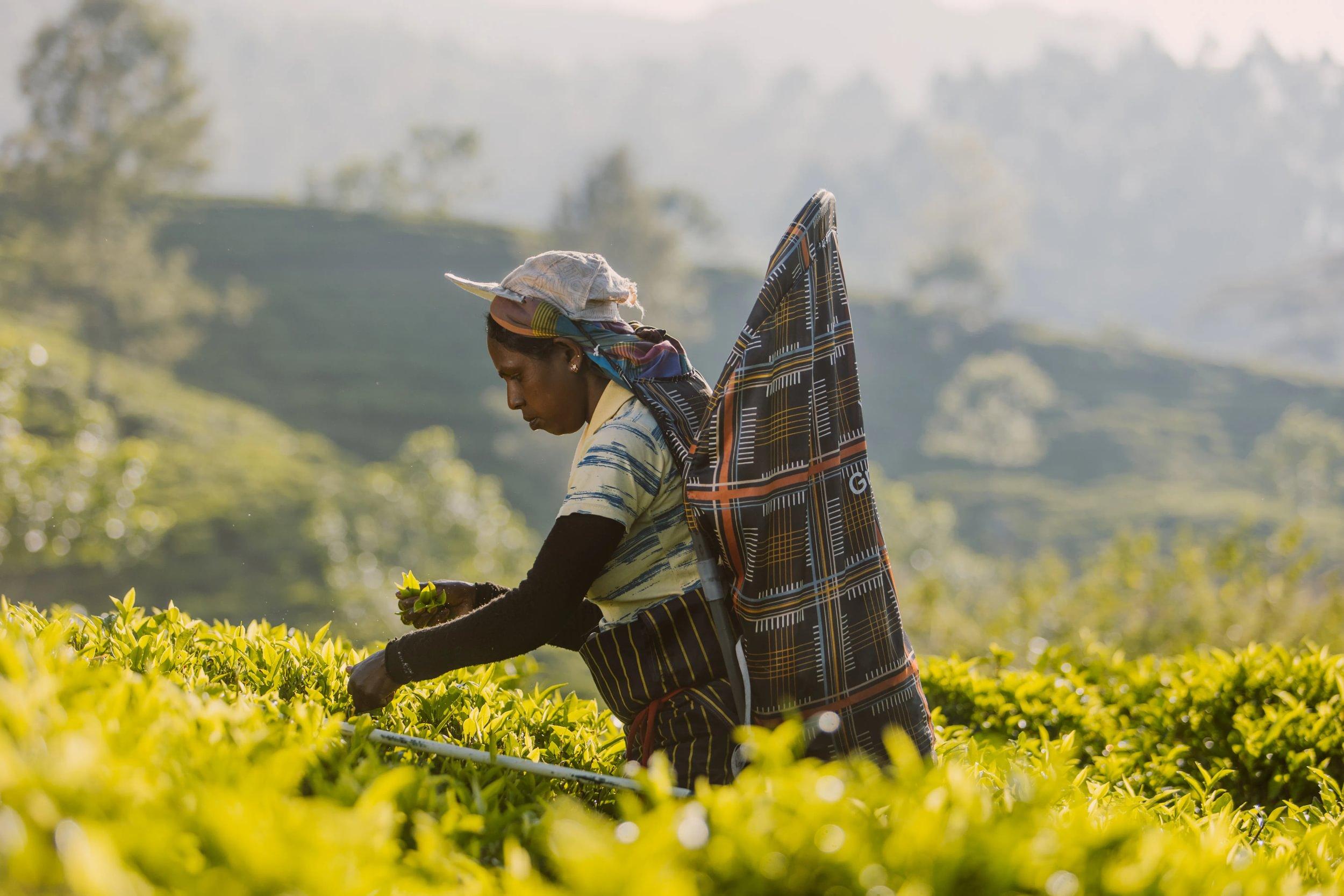Tea picker in Ceylon plantation