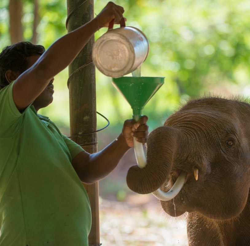 Dilmah Conservation