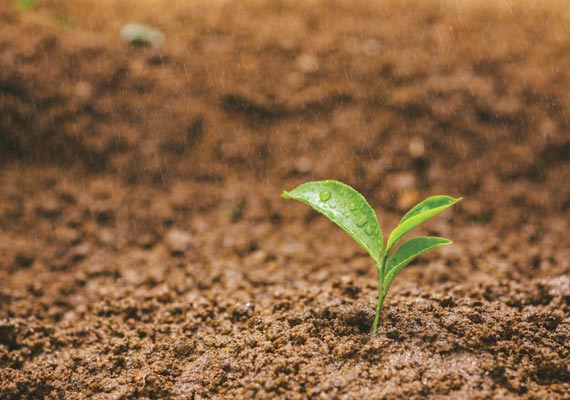New tea plant is growing from the soil