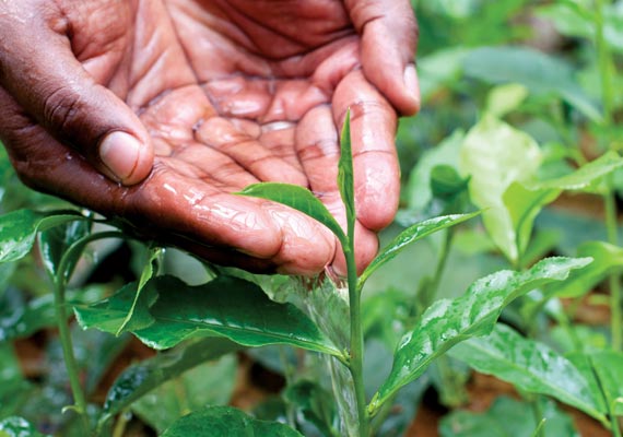 Image of tea plant and hands