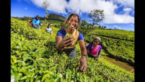 150 years after the first tea plantation was established in Sri Lanka, one brand is sipped across the globe
