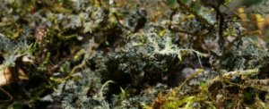 ‘Lichens: the coolest thing you never heard of’ National Geographic team at Dilmah Conservation’s lecture on lichens.