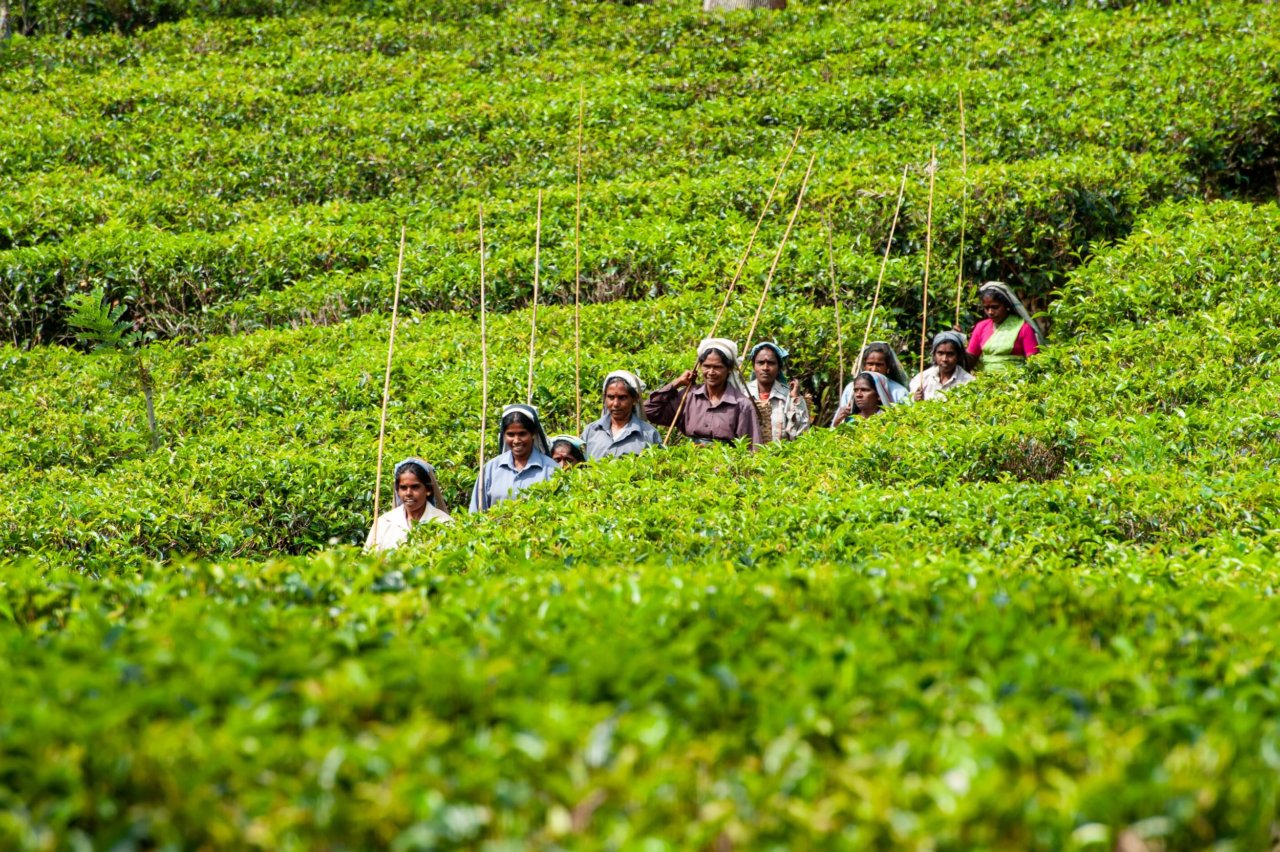 Dilmah Tea Estate - Craighead Estate - tea field, tea gatherers