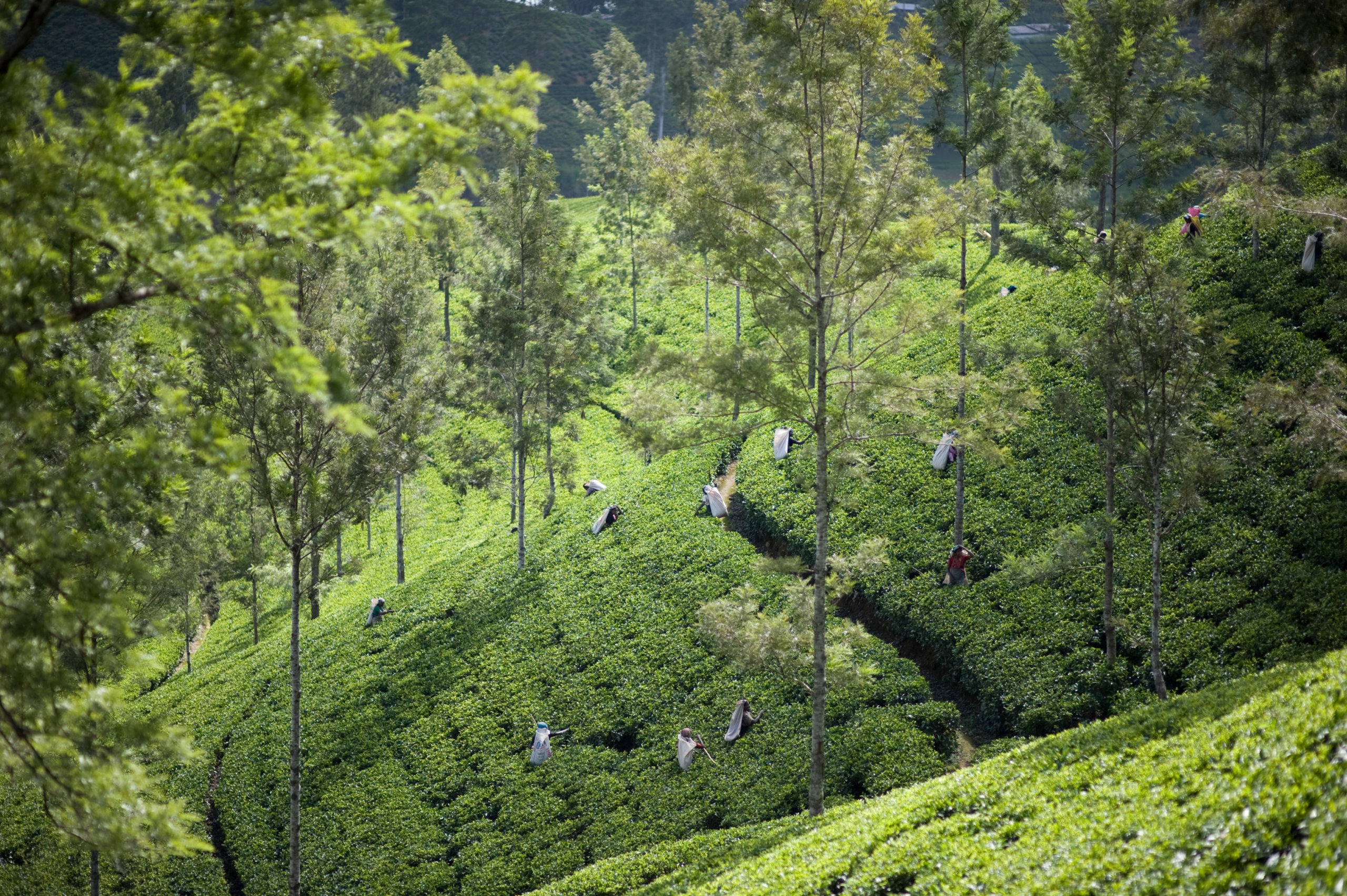Sri Lanka Dilmah mountain tea plantations 1