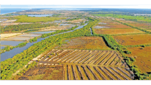 A second chance for mangroves