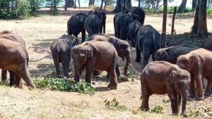 Ali Nena Mansala, a significant milestone in promoting conservation awareness