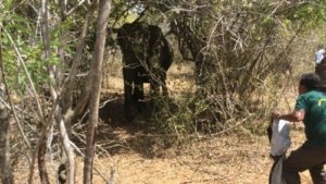 Bid to Save Jumbos From Extinction
