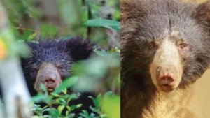 Conserving sloth bears for future generations
