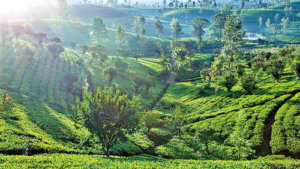Dilmah voted New Zealand’s most trusted tea brand for 5th consecutive year