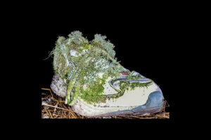 Drawn by the lure of lichens