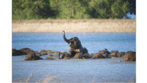 Education and Awareness Key for Strengthening Conservation