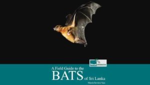 Everything You Need to Know About Bats