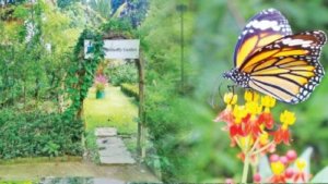 From Garbage to Garden