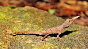 Giving life to a depleted rainforest