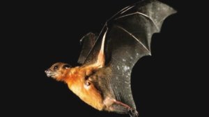 Hooked on bats