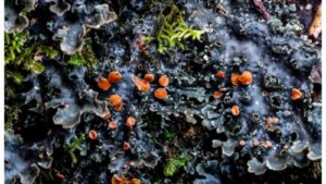 How Matthew Cicanese’s Macro Images Of Lichen Aided a Scientist’s Research