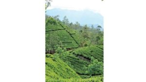Kahawatte Plantation scores top 33 tea prices; makes a rebound in production