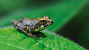 New assessment shows Sri Lanka’s amphibians being pushed to the brink