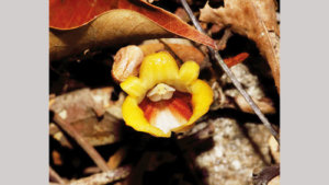 New orchid species discovered in Walankada Forest Reserve