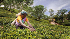 Restarting South Asia: The Tea industry faces up to its challenges