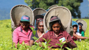 Sri Lanka catches the low carbon development train