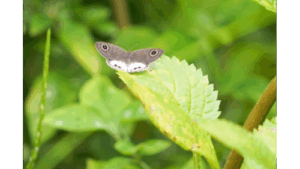 Sri Lanka’s butterfly garden enlightens next generation to protect home planet