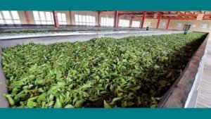 TEA brews toxic blend for its own survival