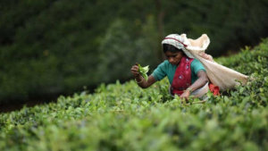 The perfect cup of Sri Lankan tea is always milk into tea – according to the experts