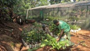 The success story of the Endana Biodiversity Corridor