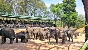 Uda Walawe ETH: A home away from home for baby jumbos