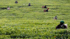 You’re Stuck at Home, Drinking a Ton of Tea–and Prices Are Rising