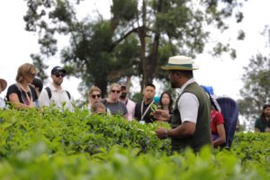 Dilmah School of Tea field trip 2