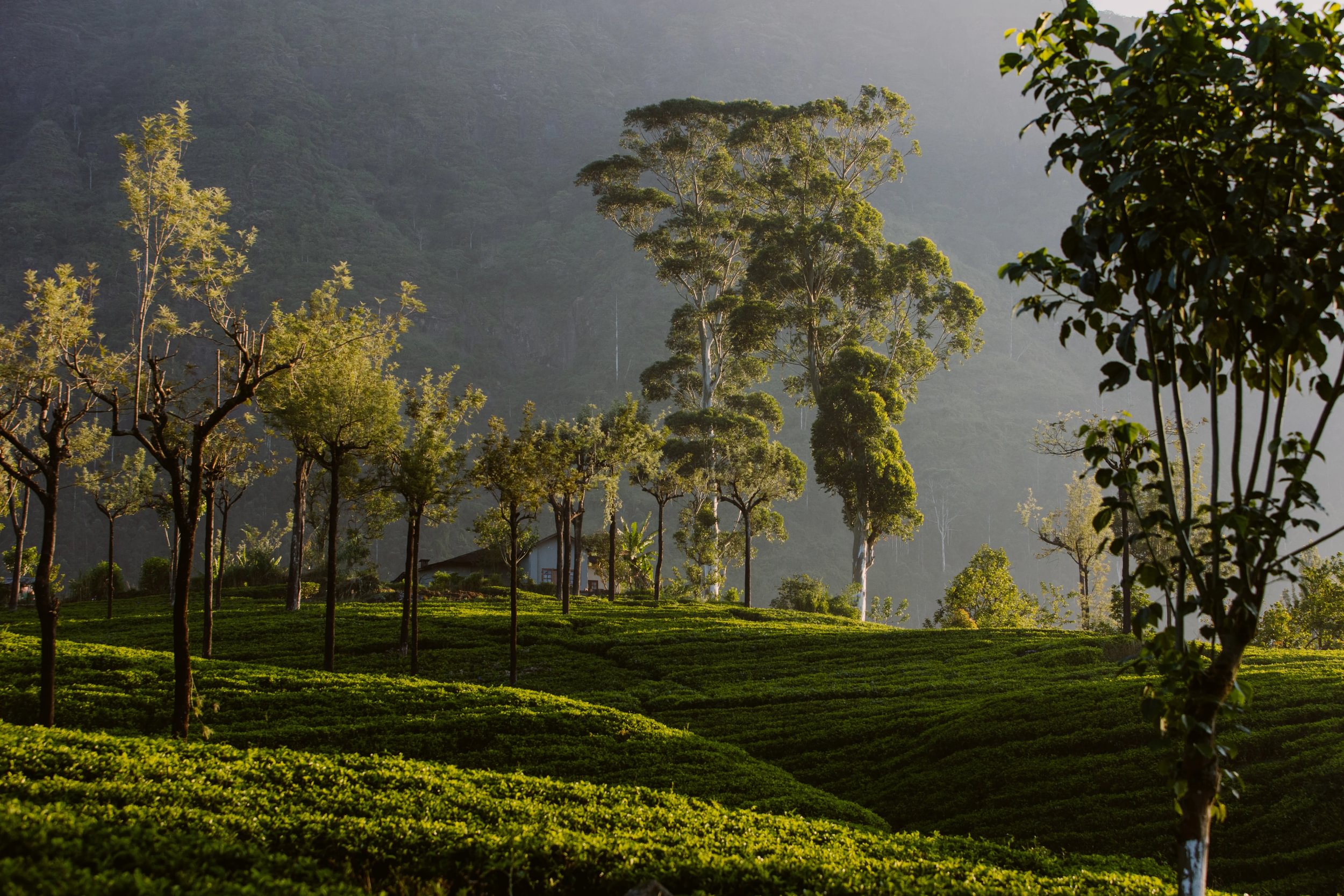 Dilmah Tea Estate - Great Western Estate tea garden
