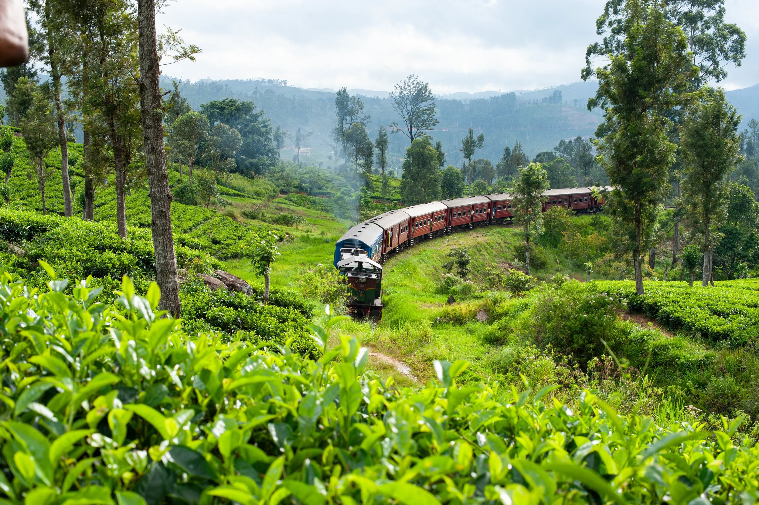 Train going through Dilmah Tea Holyrood Estate