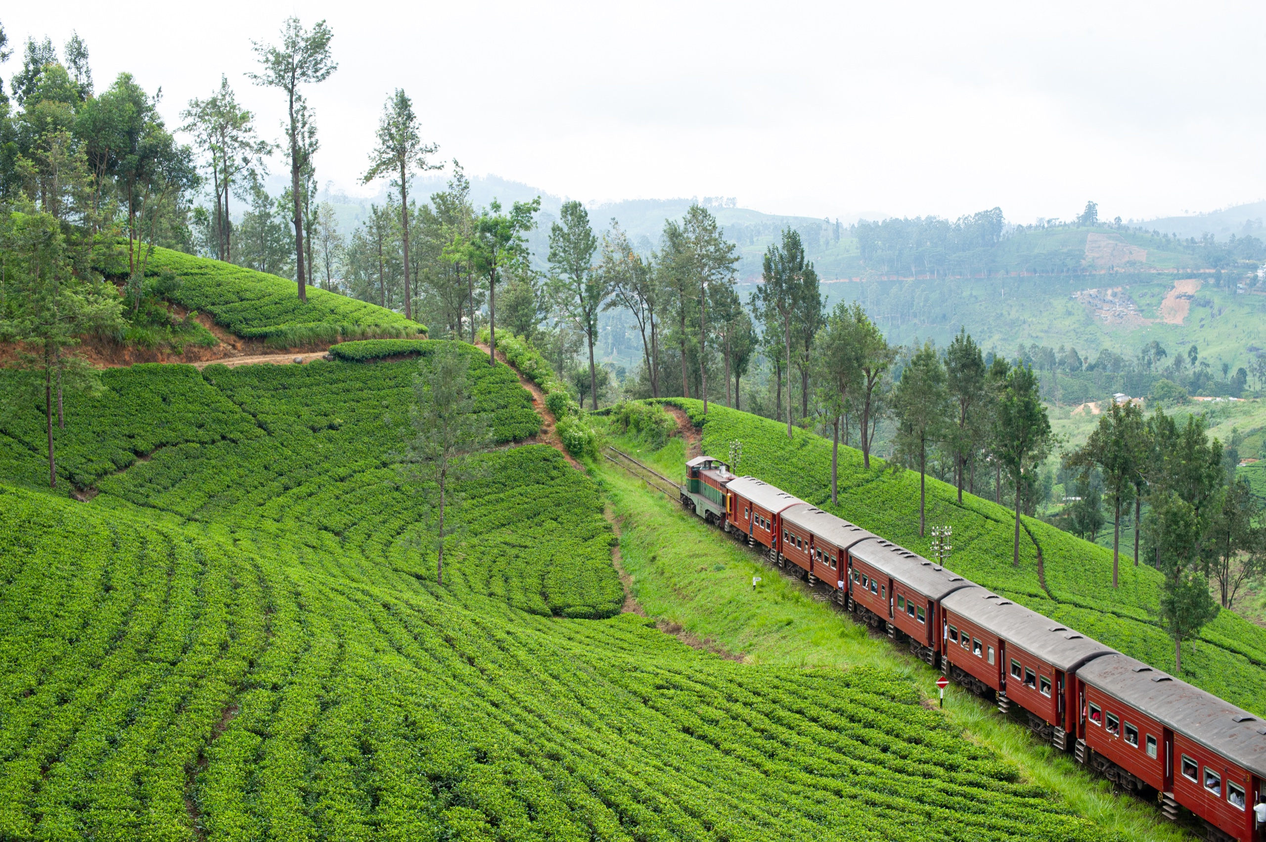 Dilmah Tea Estate