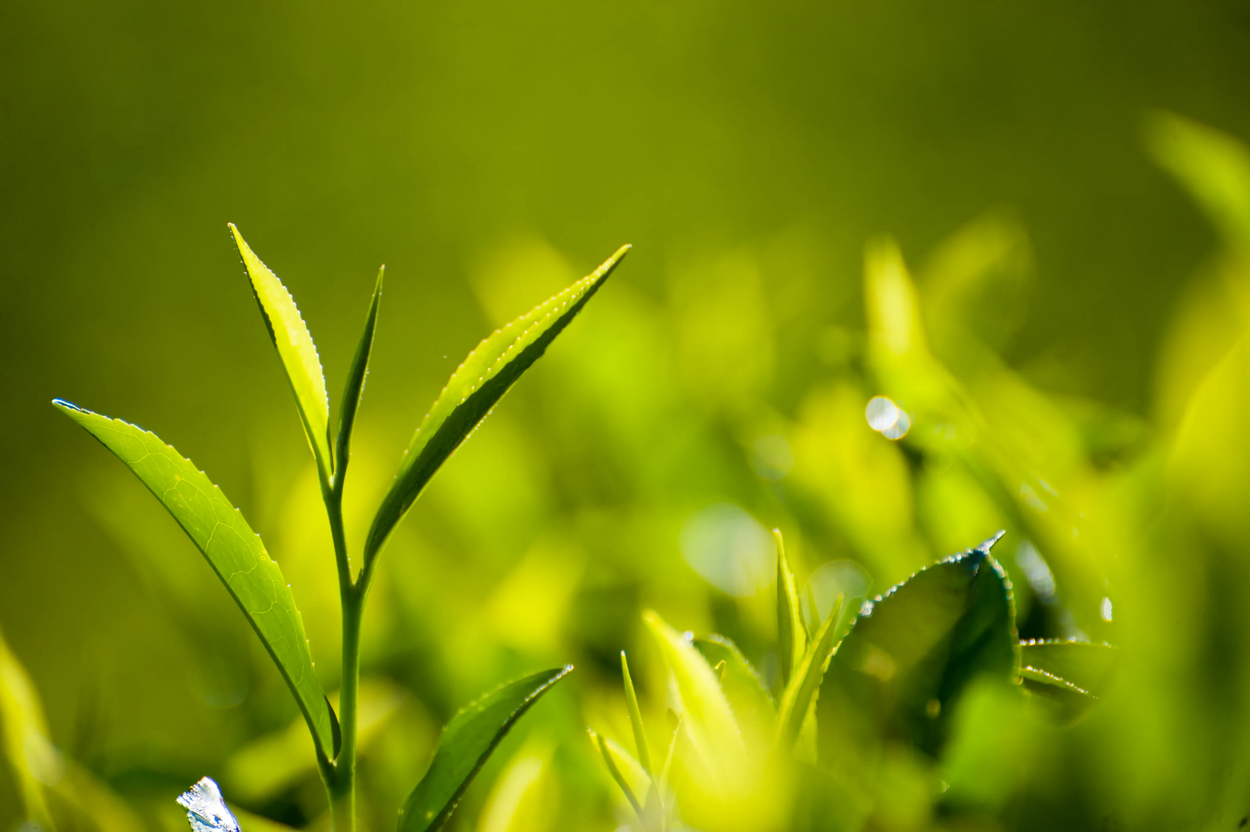 Close up of tea leaves taken at Dilmah's Somerset tea estate