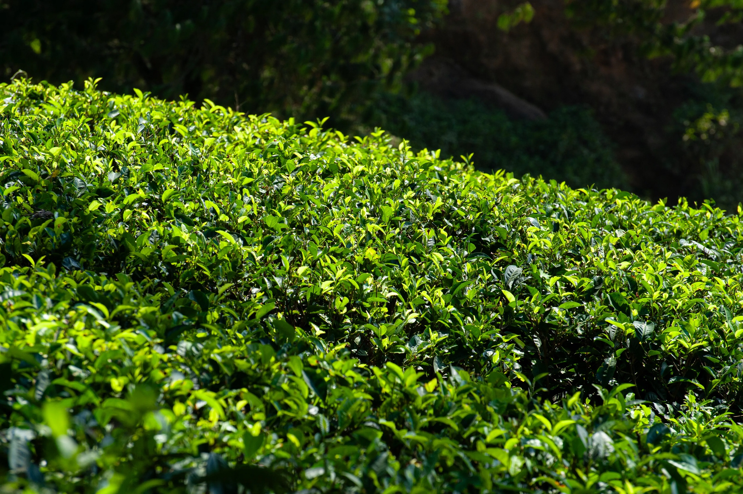 Tea plant