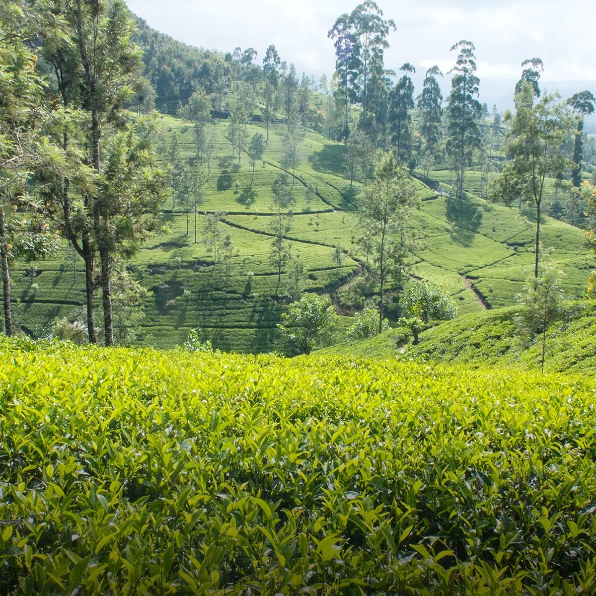 Dilmah tea garden - Kahawatte Estate - tea bushes trees mountains