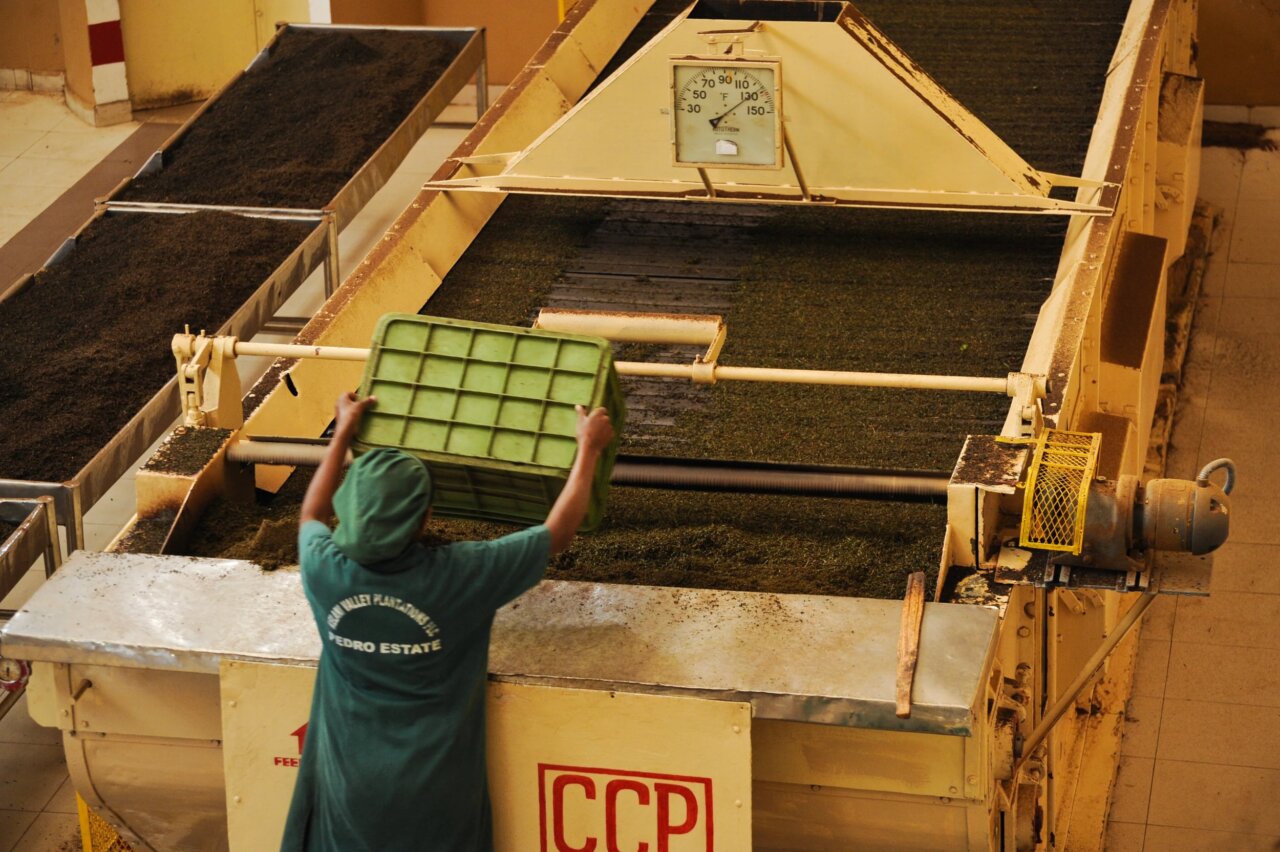 Tea Manufacturing - Drying-Firing