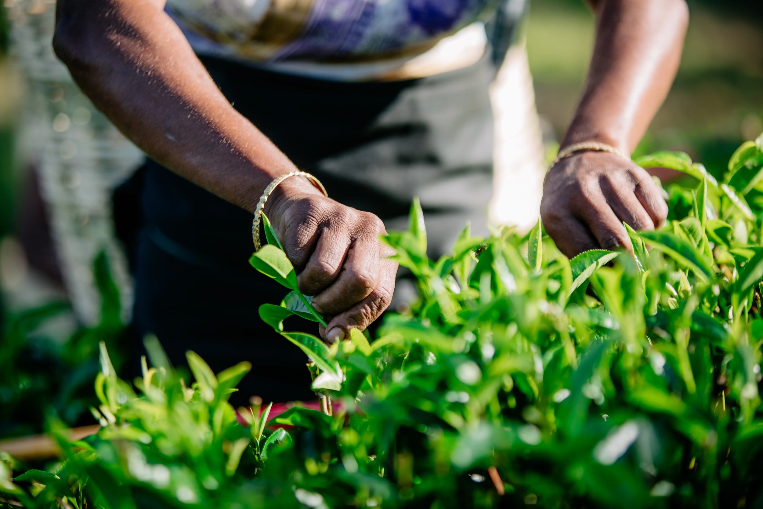 Tea Manufacturing - Handpicking