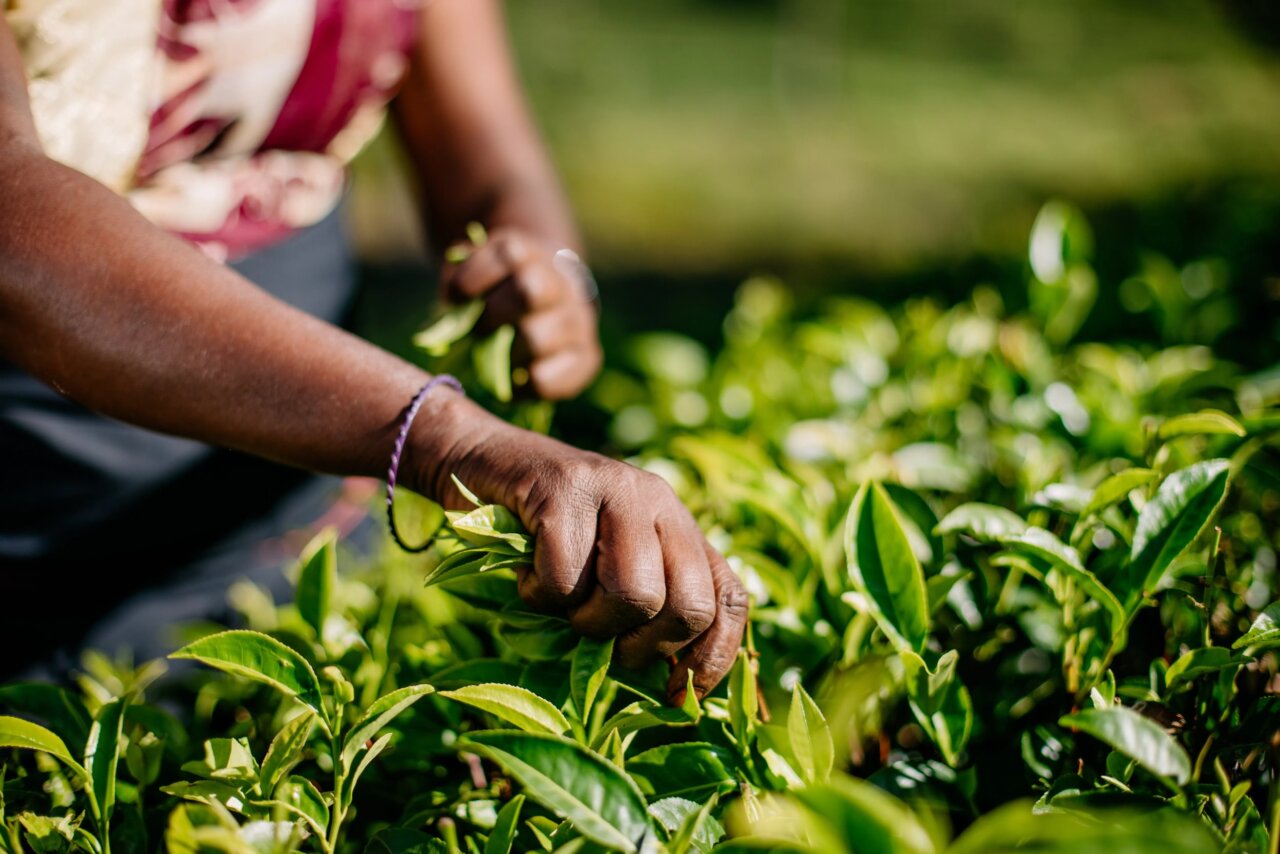 Tea Manufacturing - Handpicking tea leaves