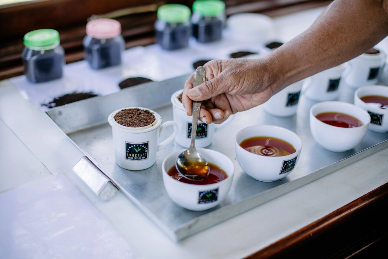Tea Manufacturing - Tea tasting