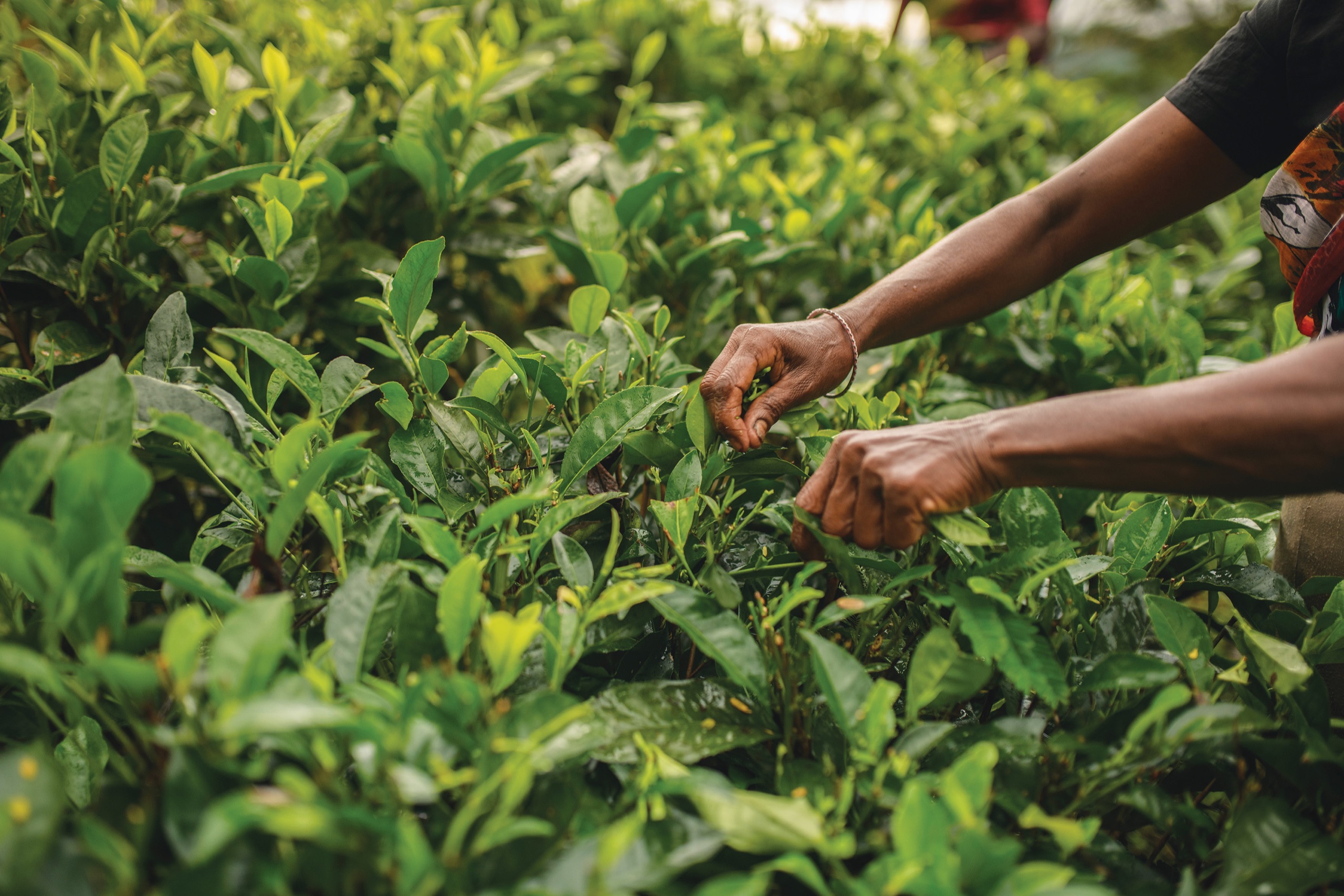 Tea worker gathers tea leaves
