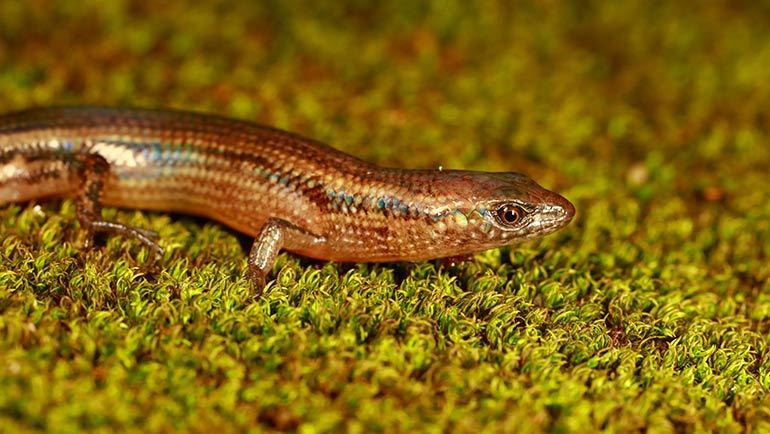 lizard