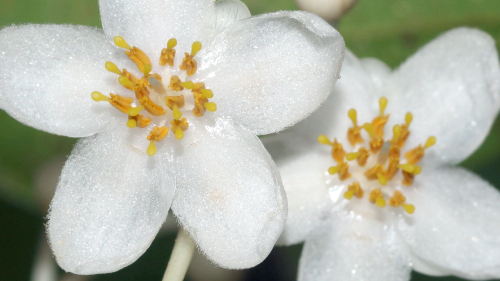 two white flowers each with five leaves representing plant biodiversity