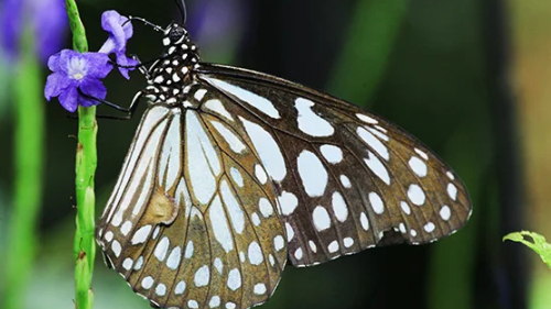 Macro shot of a butterfly on a small purple flower