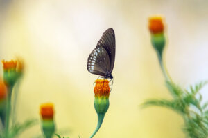 Dilmah Awards LKR 3 mn to Winners of Unique Photo Competition