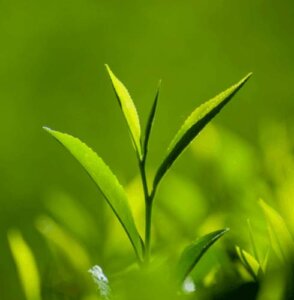 Protecting the Family Jewels